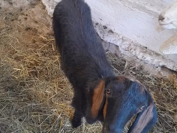 Cabra, Nubian Goat