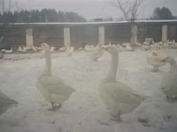 Geese — photo 3
