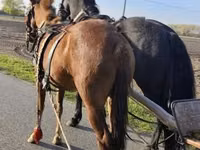 Yegua, Hungarian horse breed — foto 3