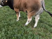 Bulle, Partenaise cattle — Foto 7