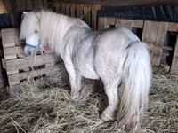 Horse (M), Horses — photo 3