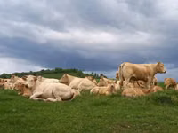 गाय, Blonde d’Aquitane cattle — फ़ोटो 1