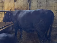 公牛, Red Polled Cow — 照片 2