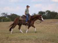 Horse (M), Quarter Horse — photo 4