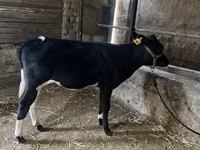 牛只（批次，未指定性别）, Russian Black pied cattle — 照片 5