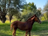 Азаргагүй морь, Skyros Pony — 3 зураг
