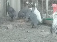 Guinea fowl — 1 зураг
