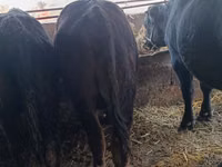 Bulle, Aberdeen-Angus — Foto 2