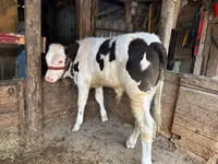 Bulle, Russian Black pied cattle — Foto 2