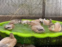 Ducks — photo 4