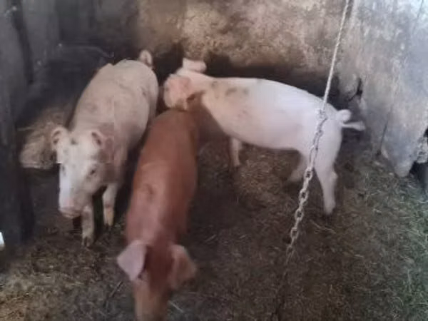 Азарга гахай, 