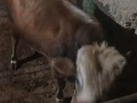 公牛, Cattle — 照片 2