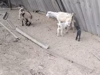 Ямаа, Ямаа — 7 зураг