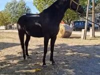 Horse (M), Hungarian horse breed — photo 3
