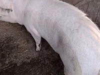 Cerdos (lote, sexo no especificado) — foto 3