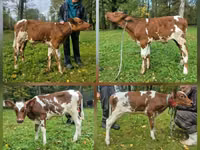 गाय, ऐरशायर — फ़ोटो 4