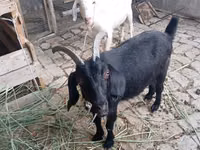 बकरी, Alpine goat — फ़ोटो 2