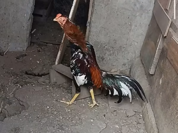 Chickens