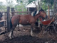 घोड़ा, Altai horse — फ़ोटो 6