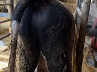 Bull, Russian Black pied cattle — photo 4