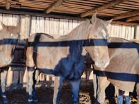 公马, Horses — 照片 2