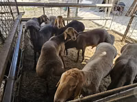 Ram, Sheep — photo 5