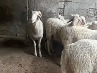 मेढ़ा, Assaf sheep — फ़ोटो 5