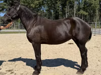 Yegua, Percheron — foto 2