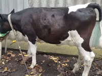 Cow, Russian Black pied cattle — photo 2