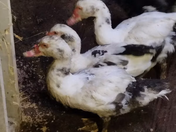 Ducks