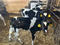 ثور, Russian Black pied cattle — الصورة 1