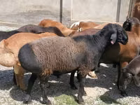 公羊, Sheep — 照片 4