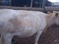 Bovinos (lote, sexo no especificado), Simmental cattle — foto 8