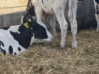 Bulle, Russian Black pied cattle — Foto 5