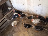Chickens — الصورة 7