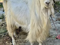 Ямаа, Irish goat — 1 зураг