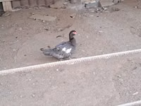 Ducks — Foto 1