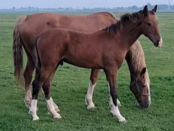 Stute, Dutch warmblood horse