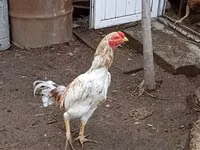 Chickens — photo 3