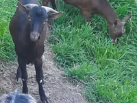 Goat, Irish goat — photo 3