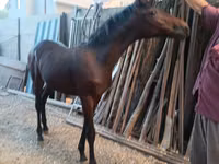 Адуу, French Trotter — 6 зураг