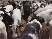 Cattle (batch, sex not specified), Russian Black pied cattle — photo 5