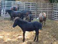 Horse (M), Horses — photo 1
