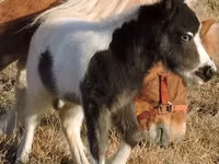 Mare, Miniature horse — photo 5