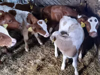 Bulle, Simmental cattle — Foto 1