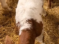 Cow, Cattle — photo 2