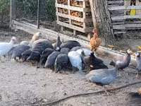 Guinea fowl — 4 зураг