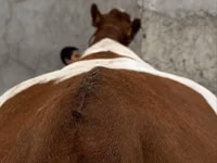 Cow, Simmental cattle — photo 3