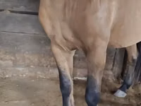 Caballo, Mugalzhar horse — foto 2