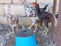 Chickens — 照片 5